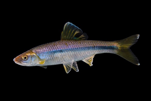 Whitefin shiner (Cyprinella nivea) — Cyprinidae