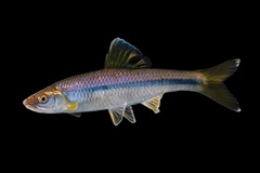 Whitefin Shiner photo 1