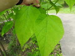 Catalpa