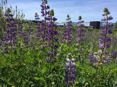 Lupinus rivularis