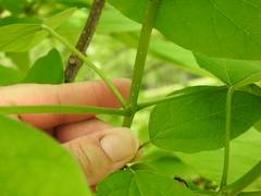 Catalpa