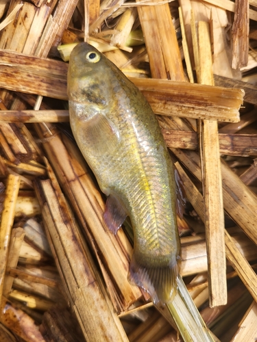 Andean killifish