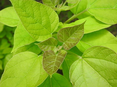 Catalpa