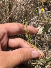 Nuttallanthus texanus
