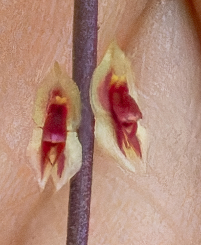 Aciculifolia Orchid