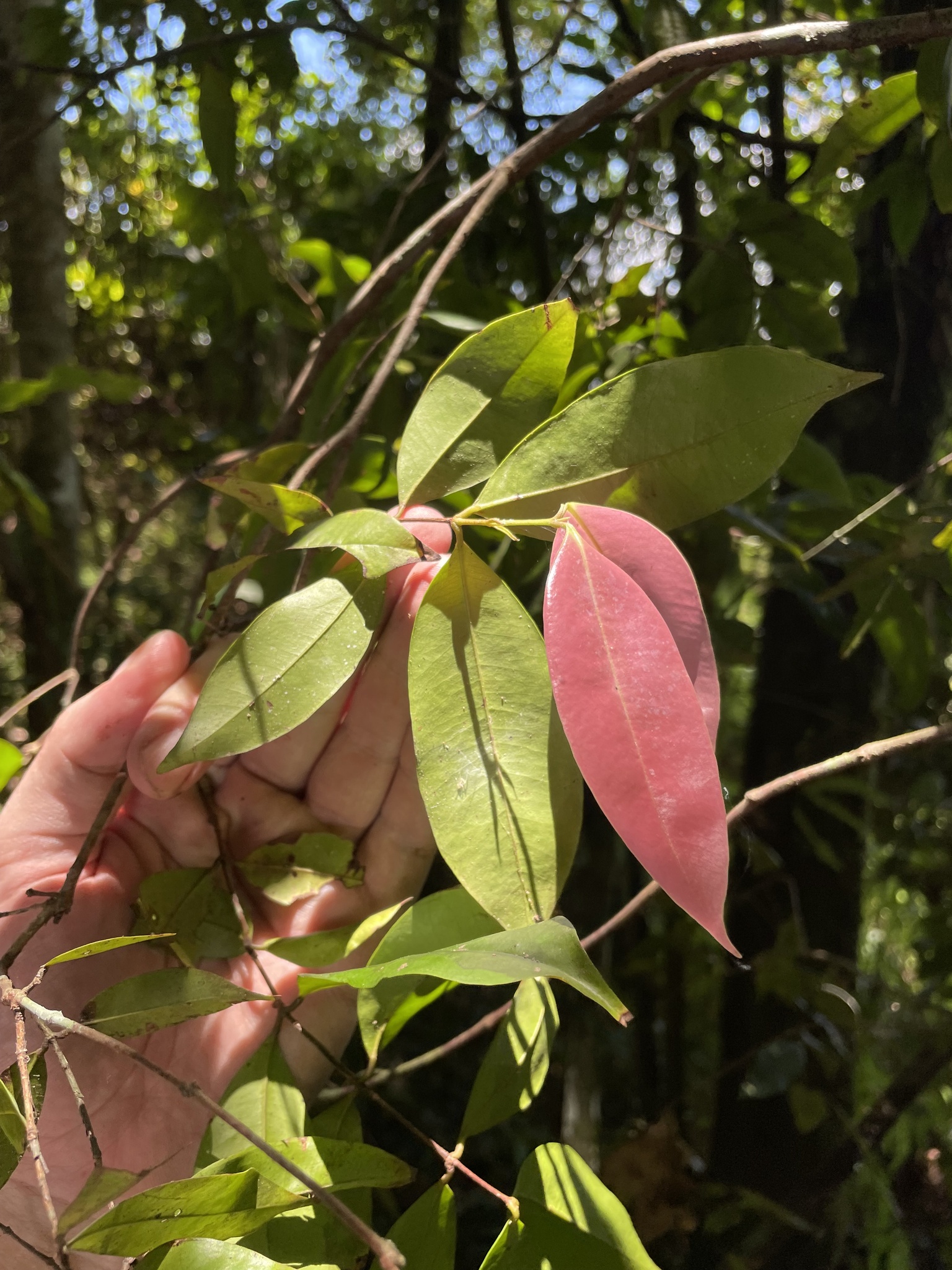 Imagem de Pedra-ume-caá