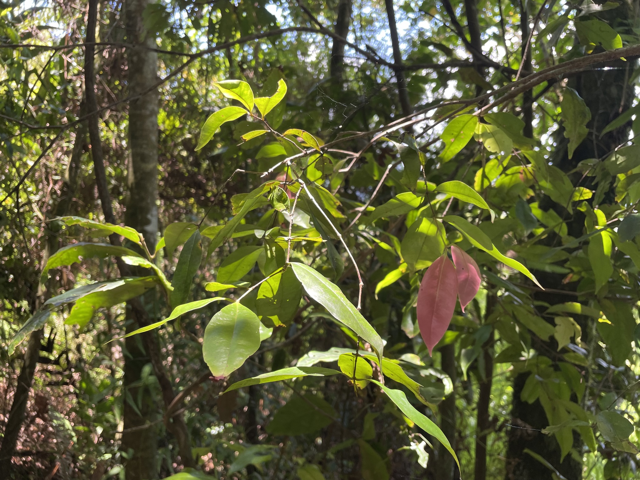 Imagem de Pedra-ume-caá