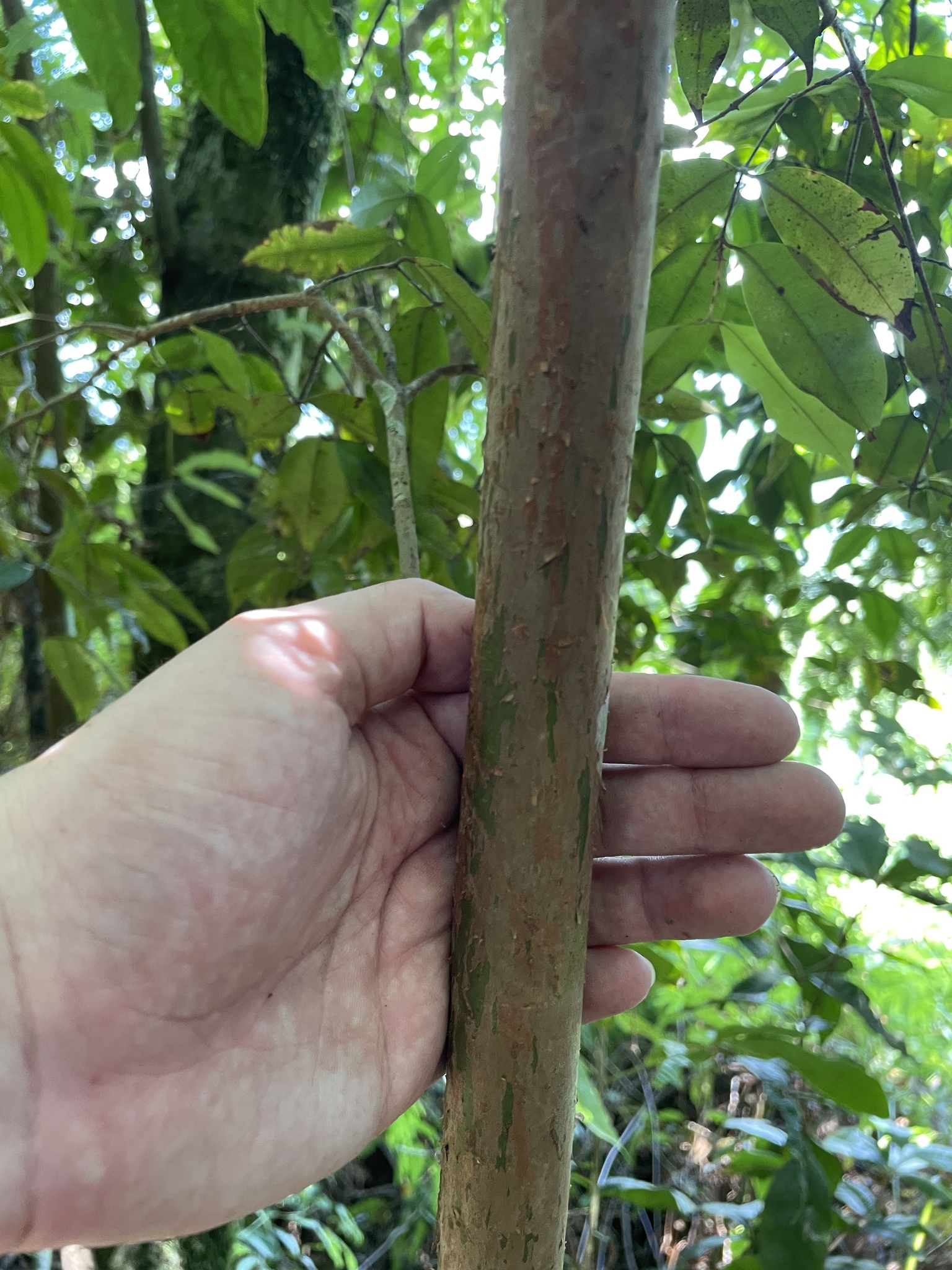 Imagem de Pedra-ume-caá