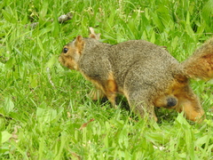 Sciurus niger