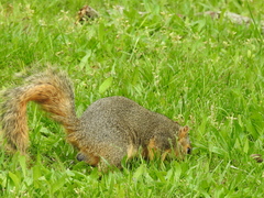 Sciurus niger
