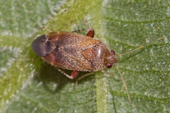 Psallus variabilis