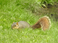 Sciurus niger