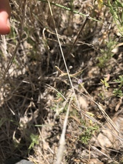 Astragalus nuttallianus austrinus