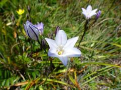 Triteleia peduncularis