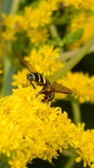 Dasysyrphus tricinctus