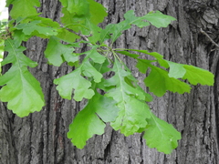 Quercus macrocarpa