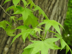 Liquidambar styraciflua
