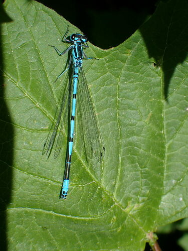 Azure damselfly