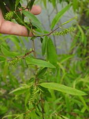 Salix