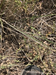 Astragalus nuttallianus austrinus
