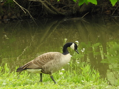 Branta canadensis