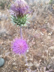 Cirsium neomexicanum