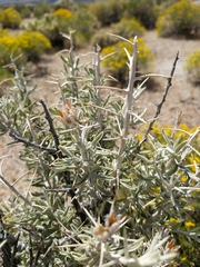 Tetradymia stenolepis