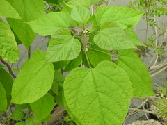 Catalpa