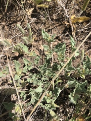 Acleisanthes diffusa