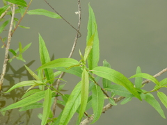 Salix