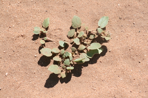 Image of Abronia angustifolia by (c) Zoe O., some rights reserved (CC BY)