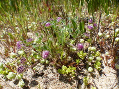 Trifolium barbigerum