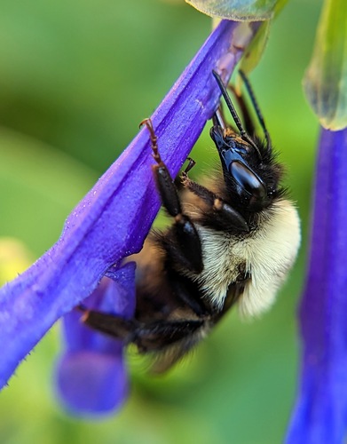 Two-spotted Bumble Bee photographed in Alabama