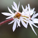 Bulbous Woodland Star - Photo (c) Andrey Zharkikh, some rights reserved (CC BY)