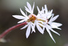 Bulbous Woodland Star - Photo (c) Andrey Zharkikh, some rights reserved (CC BY)