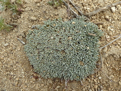 Eriogonum wrightii subscaposum