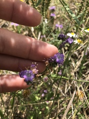 Phacelia popei