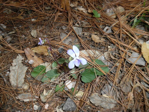 Image of Viola umbraticola by (c) Rodolfo Maximiliano Gutiérrez-Sánchez, some rights reserved (CC BY)