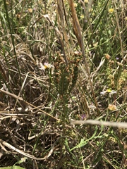 Phacelia popei