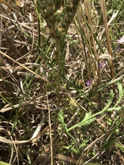 Phacelia popei
