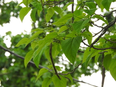 Catalpa