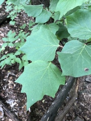 Styrax platanifolius
