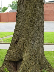 Catalpa
