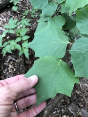 Styrax platanifolius