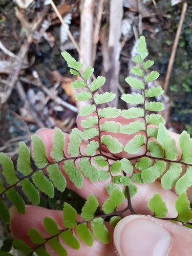 Image of Adiantum fulvum by (c) Angus Campbell, some rights reserved (CC BY)