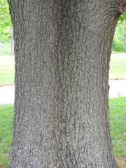 Quercus
