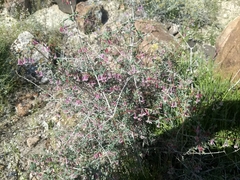 Symphoricarpos longiflorus