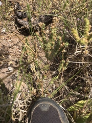 Phacelia popei