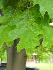 Quercus