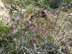 Symphoricarpos longiflorus